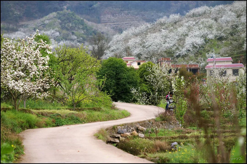 【春天，广西桂林灌阳县向您发出邀请！】我们在灌阳看梨花 - 游山玩水 - 北京生活社区 - 北京28生活网 bj.28life.com