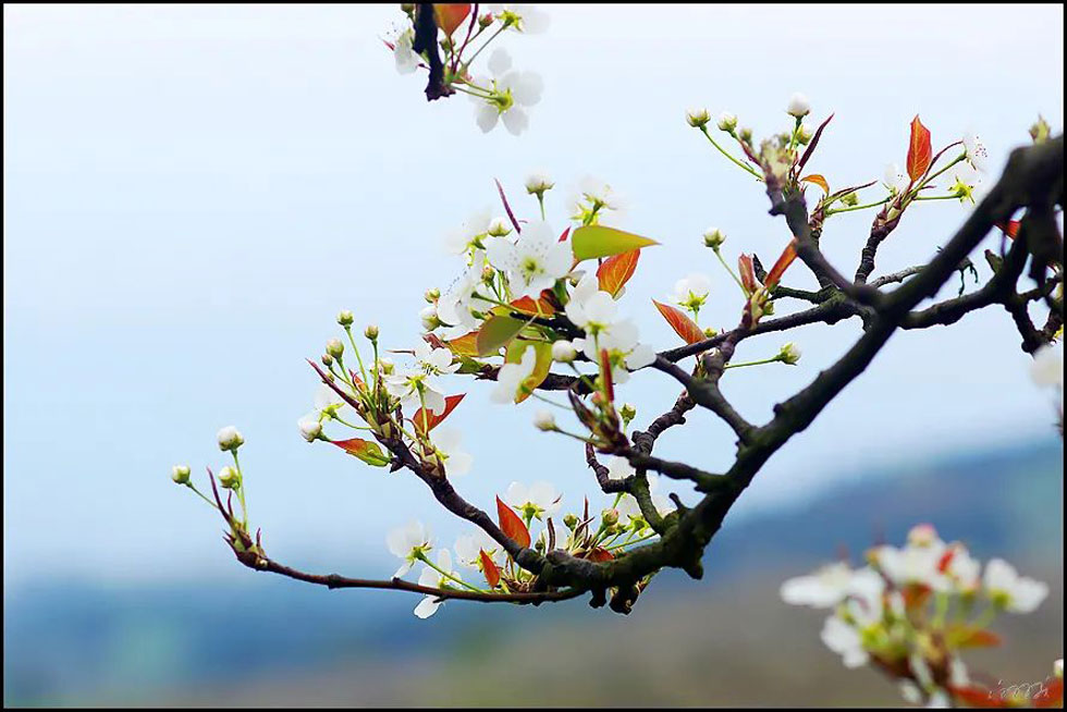 【春天，广西桂林灌阳县向您发出邀请！】我们在灌阳看梨花 - 游山玩水 - 北京生活社区 - 北京28生活网 bj.28life.com