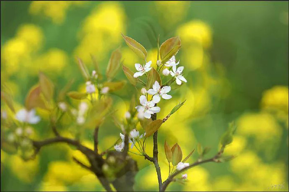 【春天，广西桂林灌阳县向您发出邀请！】我们在灌阳看梨花 - 游山玩水 - 北京生活社区 - 北京28生活网 bj.28life.com
