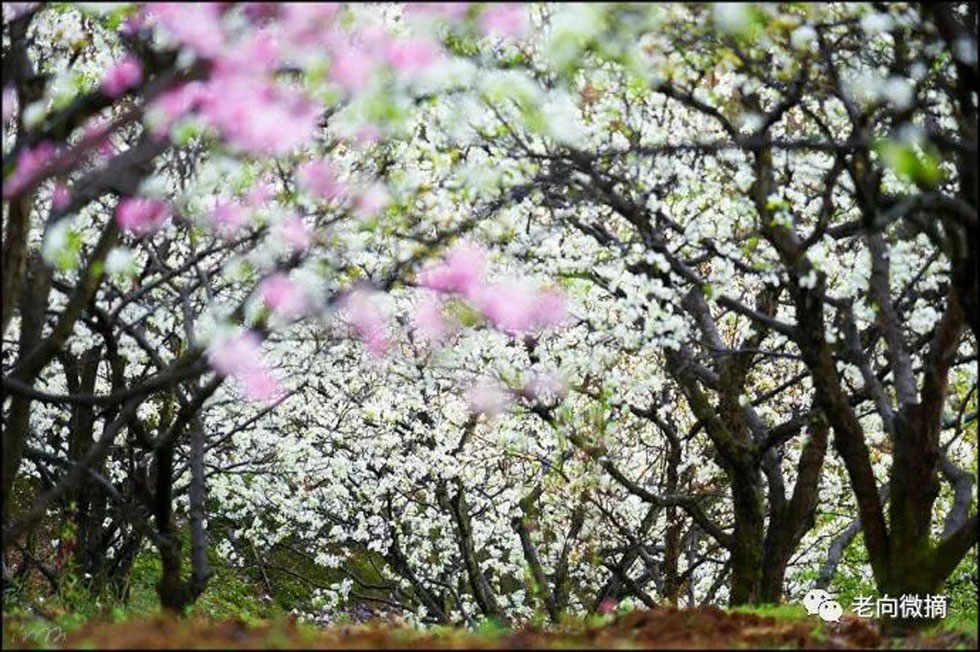 【春天，广西桂林灌阳县向您发出邀请！】我们在灌阳看梨花 - 游山玩水 - 北京生活社区 - 北京28生活网 bj.28life.com