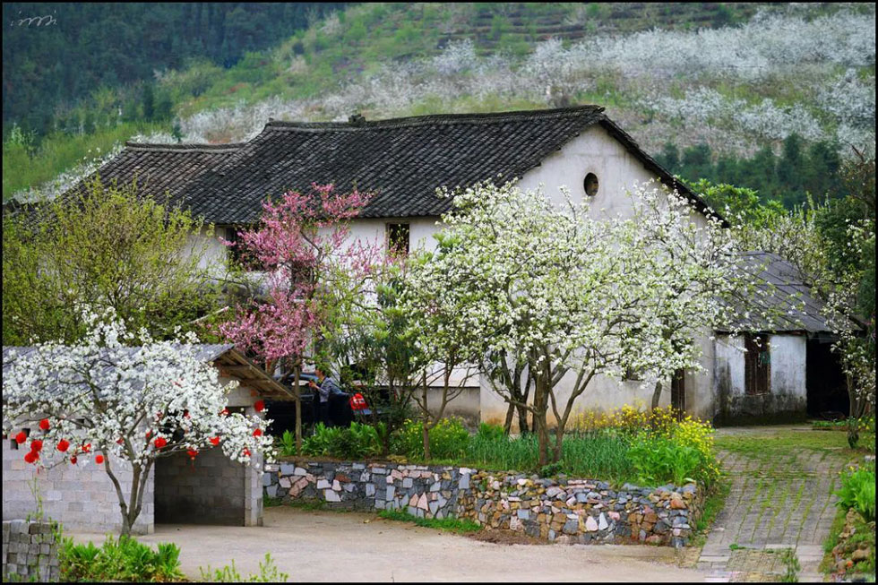 【春天，广西桂林灌阳县向您发出邀请！】我们在灌阳看梨花 - 游山玩水 - 北京生活社区 - 北京28生活网 bj.28life.com