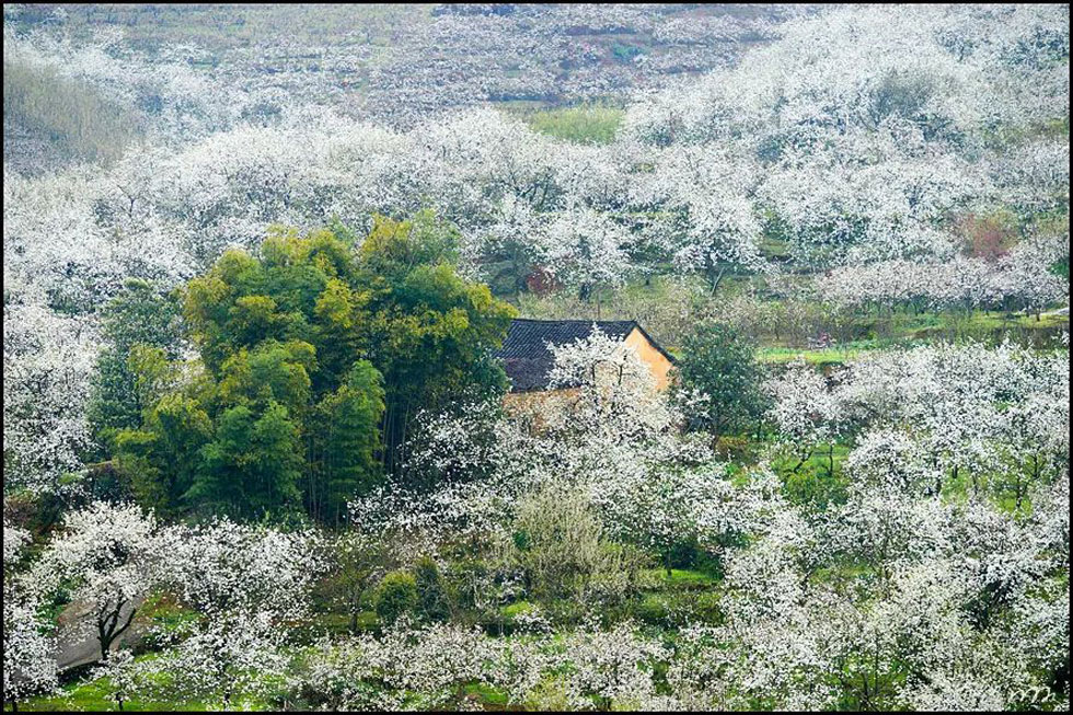 【春天，广西桂林灌阳县向您发出邀请！】我们在灌阳看梨花 - 游山玩水 - 北京生活社区 - 北京28生活网 bj.28life.com