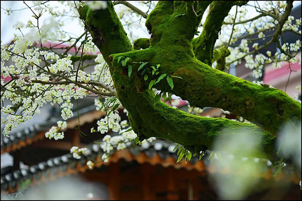 【春天，广西桂林灌阳县向您发出邀请！】我们在灌阳看梨花 - 游山玩水 - 北京生活社区 - 北京28生活网 bj.28life.com