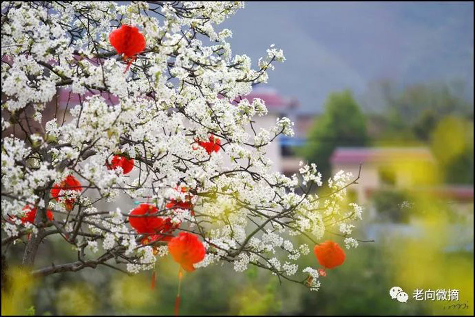 【春天，广西桂林灌阳县向您发出邀请！】我们在灌阳看梨花 - 游山玩水 - 北京生活社区 - 北京28生活网 bj.28life.com