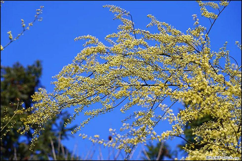【春天，广西桂林灌阳县向您发出邀请！】米珠山前有片山苍子花在飘香 - 游山玩水 - 北京生活社区 - 北京28生活网 bj.28life.com