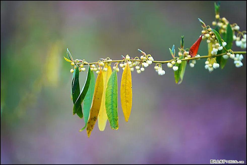 【春天，广西桂林灌阳县向您发出邀请！】米珠山前有片山苍子花在飘香 - 游山玩水 - 北京生活社区 - 北京28生活网 bj.28life.com