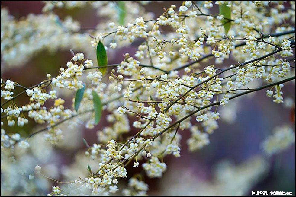 【春天，广西桂林灌阳县向您发出邀请！】米珠山前有片山苍子花在飘香 - 游山玩水 - 北京生活社区 - 北京28生活网 bj.28life.com