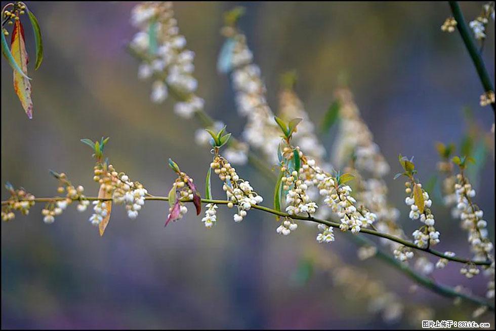 【春天，广西桂林灌阳县向您发出邀请！】米珠山前有片山苍子花在飘香 - 游山玩水 - 北京生活社区 - 北京28生活网 bj.28life.com