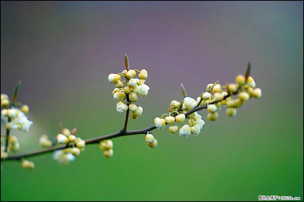 【春天，广西桂林灌阳县向您发出邀请！】米珠山前有片山苍子花在飘香 - 游山玩水 - 北京生活社区 - 北京28生活网 bj.28life.com