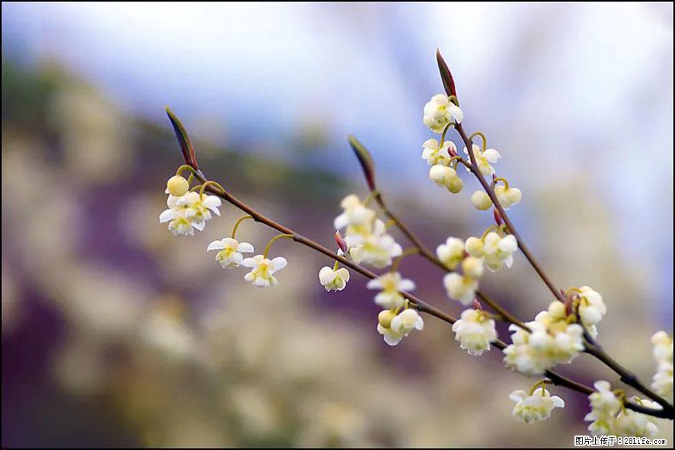 【春天，广西桂林灌阳县向您发出邀请！】米珠山前有片山苍子花在飘香 - 游山玩水 - 北京生活社区 - 北京28生活网 bj.28life.com