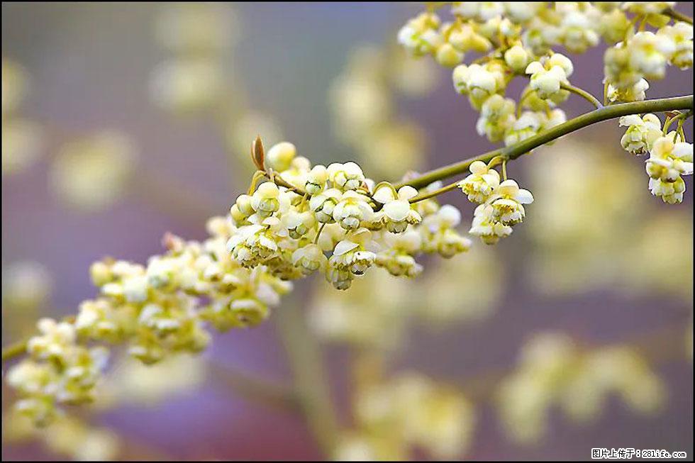 【春天，广西桂林灌阳县向您发出邀请！】米珠山前有片山苍子花在飘香 - 游山玩水 - 北京生活社区 - 北京28生活网 bj.28life.com
