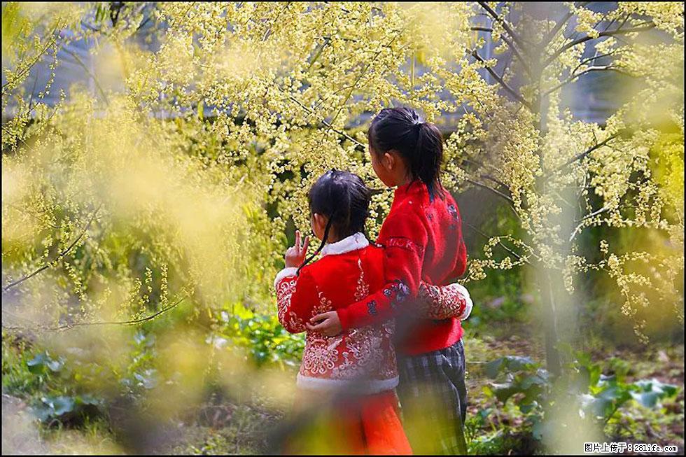 【春天，广西桂林灌阳县向您发出邀请！】米珠山前有片山苍子花在飘香 - 游山玩水 - 北京生活社区 - 北京28生活网 bj.28life.com