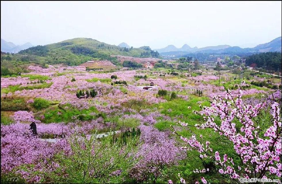 【春天,广西桂林灌阳县向您发出邀请!】官庄村有个醉美的桃花园 - 游山玩水 - 北京生活社区 - 北京28生活网 bj.28life.com