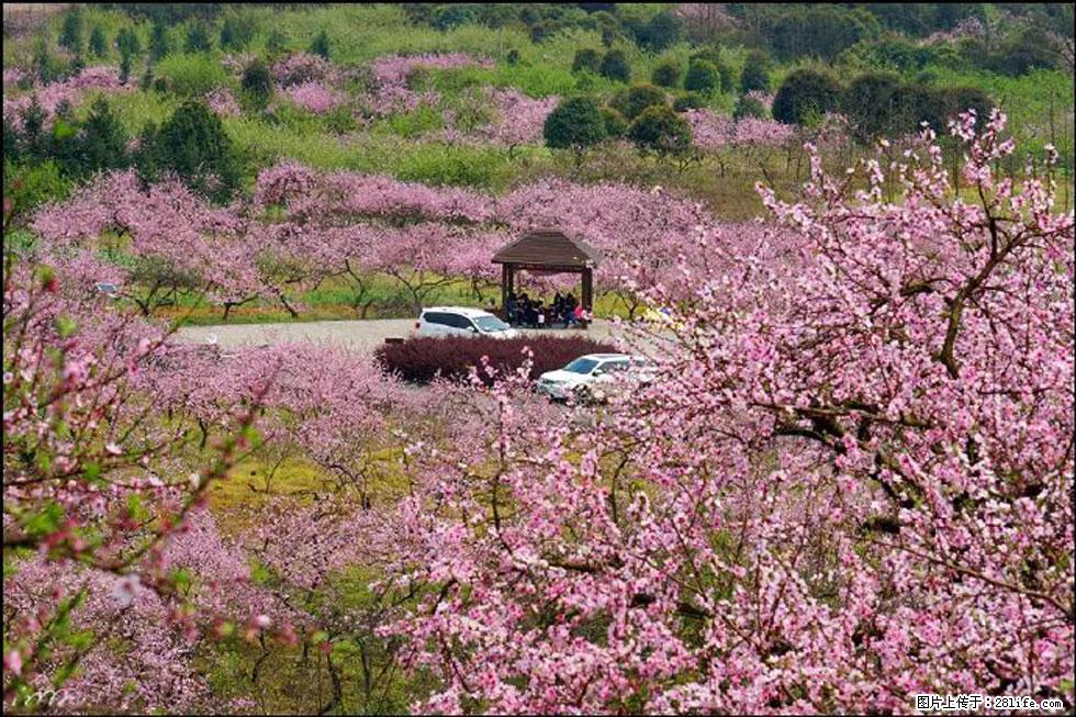 【春天,广西桂林灌阳县向您发出邀请!】官庄村有个醉美的桃花园 - 游山玩水 - 北京生活社区 - 北京28生活网 bj.28life.com