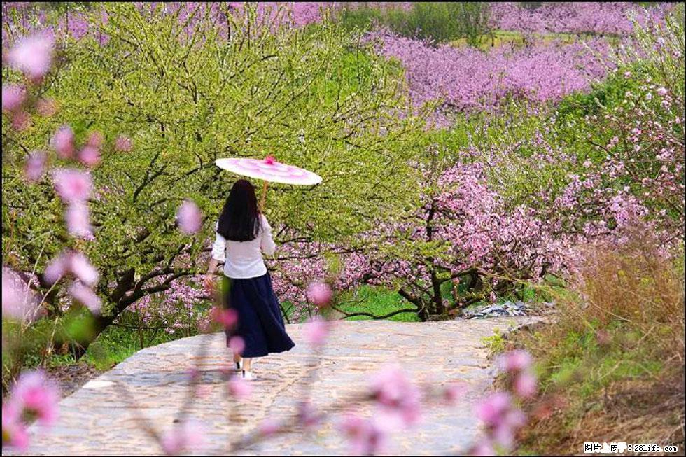 【春天,广西桂林灌阳县向您发出邀请!】官庄村有个醉美的桃花园 - 游山玩水 - 北京生活社区 - 北京28生活网 bj.28life.com