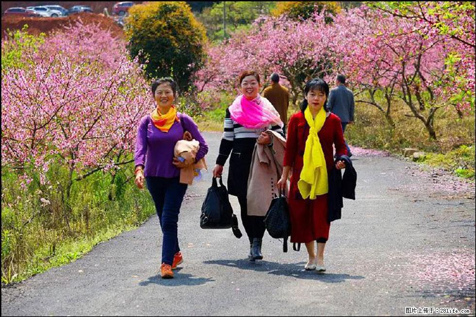 【春天,广西桂林灌阳县向您发出邀请!】官庄村有个醉美的桃花园 - 游山玩水 - 北京生活社区 - 北京28生活网 bj.28life.com