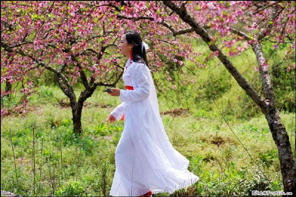 【春天,广西桂林灌阳县向您发出邀请!】官庄村有个醉美的桃花园 - 游山玩水 - 北京生活社区 - 北京28生活网 bj.28life.com