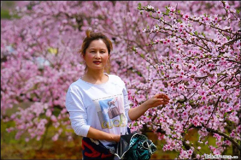 【春天,广西桂林灌阳县向您发出邀请!】官庄村有个醉美的桃花园 - 游山玩水 - 北京生活社区 - 北京28生活网 bj.28life.com