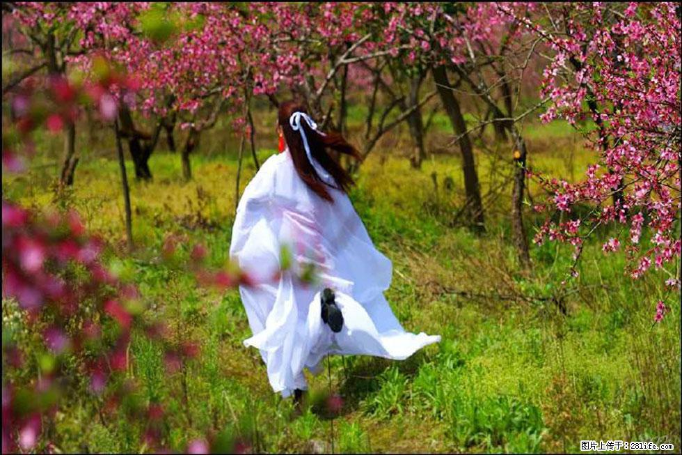 【春天,广西桂林灌阳县向您发出邀请!】官庄村有个醉美的桃花园 - 游山玩水 - 北京生活社区 - 北京28生活网 bj.28life.com