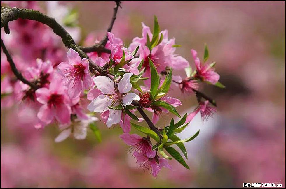 【春天,广西桂林灌阳县向您发出邀请!】官庄村有个醉美的桃花园 - 游山玩水 - 北京生活社区 - 北京28生活网 bj.28life.com