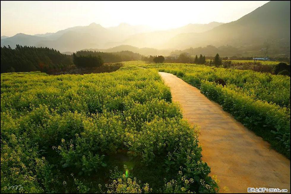 【春天，广西桂林灌阳县向您发出邀请！】长坪村油菜盛情花开 - 游山玩水 - 北京生活社区 - 北京28生活网 bj.28life.com