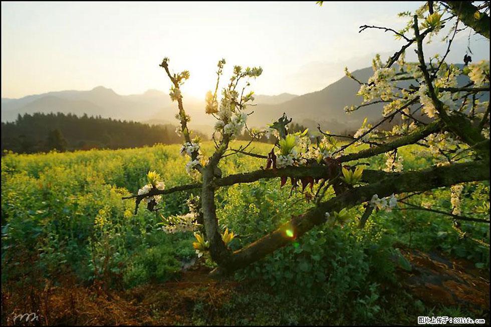 【春天，广西桂林灌阳县向您发出邀请！】长坪村油菜盛情花开 - 游山玩水 - 北京生活社区 - 北京28生活网 bj.28life.com