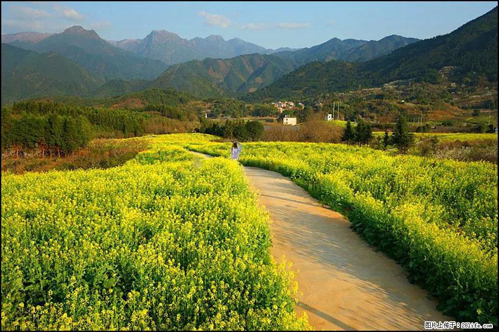 【春天，广西桂林灌阳县向您发出邀请！】长坪村油菜盛情花开 - 游山玩水 - 北京生活社区 - 北京28生活网 bj.28life.com