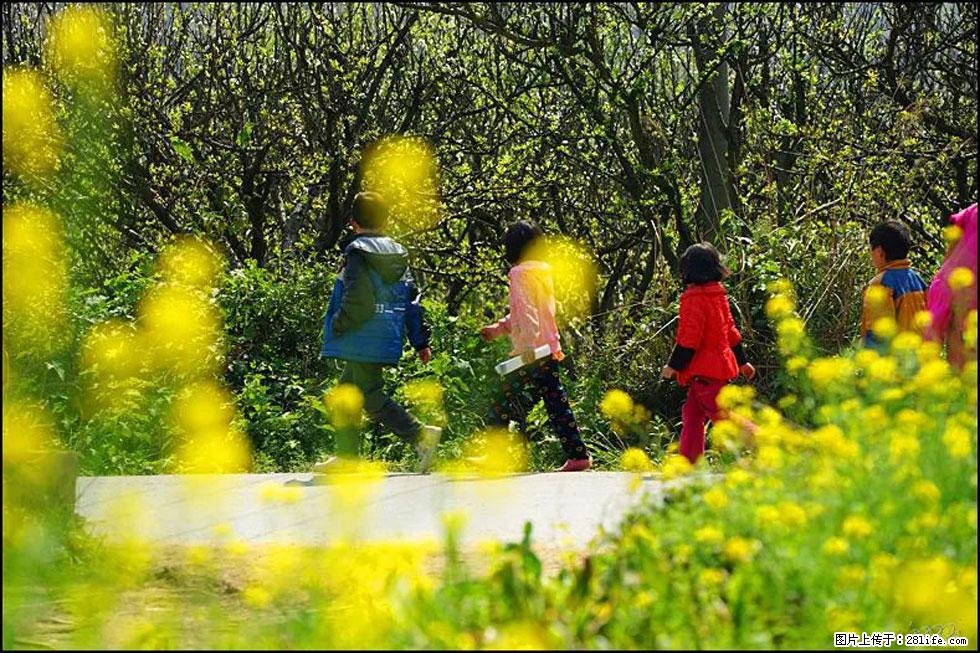 【春天，广西桂林灌阳县向您发出邀请！】长坪村油菜盛情花开 - 游山玩水 - 北京生活社区 - 北京28生活网 bj.28life.com