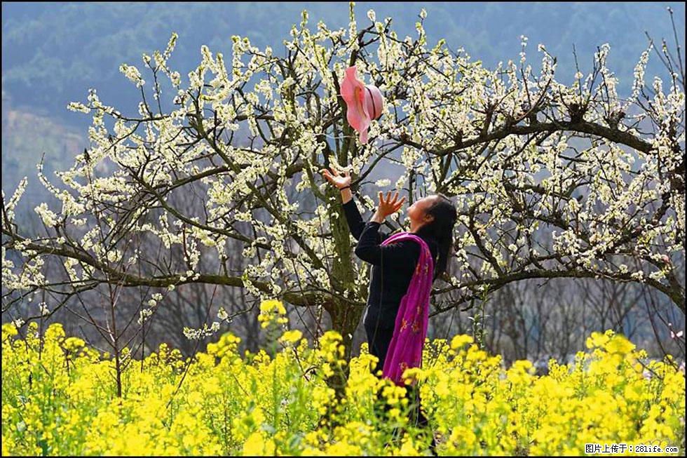 【春天，广西桂林灌阳县向您发出邀请！】长坪村油菜盛情花开 - 游山玩水 - 北京生活社区 - 北京28生活网 bj.28life.com