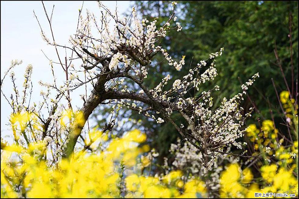 【春天，广西桂林灌阳县向您发出邀请！】长坪村油菜盛情花开 - 游山玩水 - 北京生活社区 - 北京28生活网 bj.28life.com