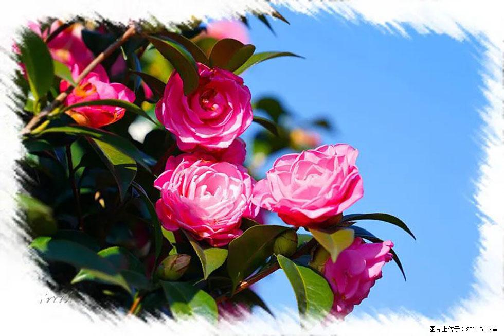 【春天，广西桂林灌阳县向您发出邀请！】杨柳井茶花惹人爱 - 游山玩水 - 北京生活社区 - 北京28生活网 bj.28life.com