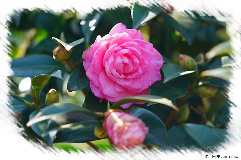 【春天，广西桂林灌阳县向您发出邀请！】杨柳井茶花惹人爱 - 游山玩水 - 北京生活社区 - 北京28生活网 bj.28life.com