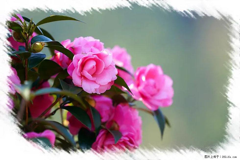 【春天，广西桂林灌阳县向您发出邀请！】杨柳井茶花惹人爱 - 游山玩水 - 北京生活社区 - 北京28生活网 bj.28life.com