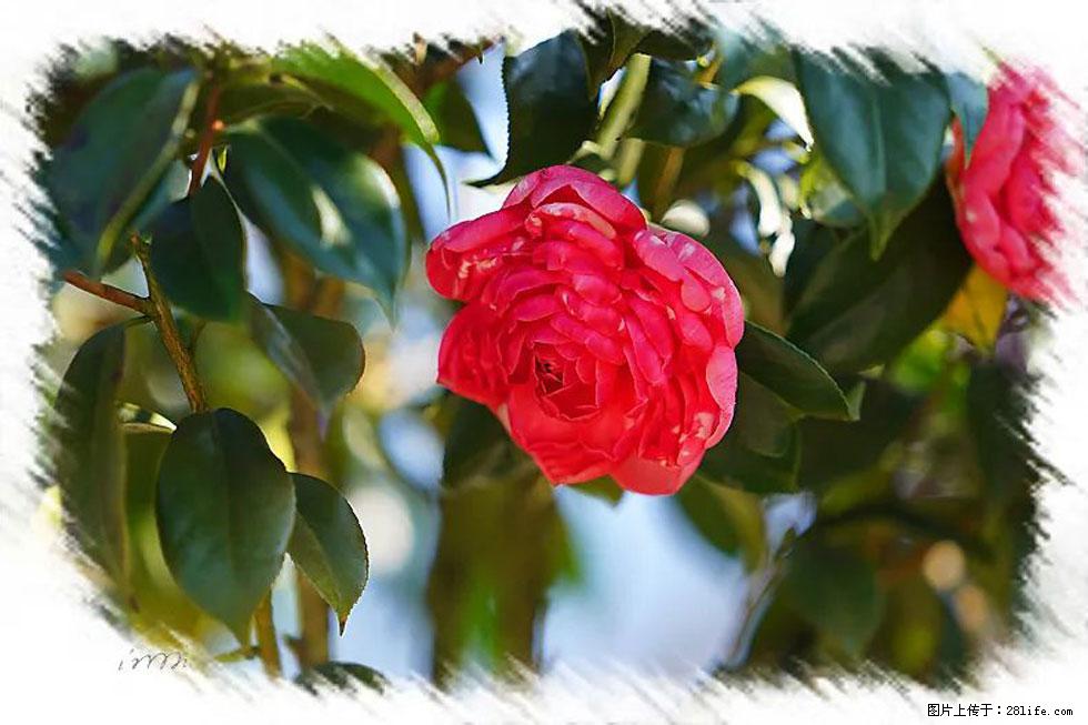 【春天，广西桂林灌阳县向您发出邀请！】杨柳井茶花惹人爱 - 游山玩水 - 北京生活社区 - 北京28生活网 bj.28life.com