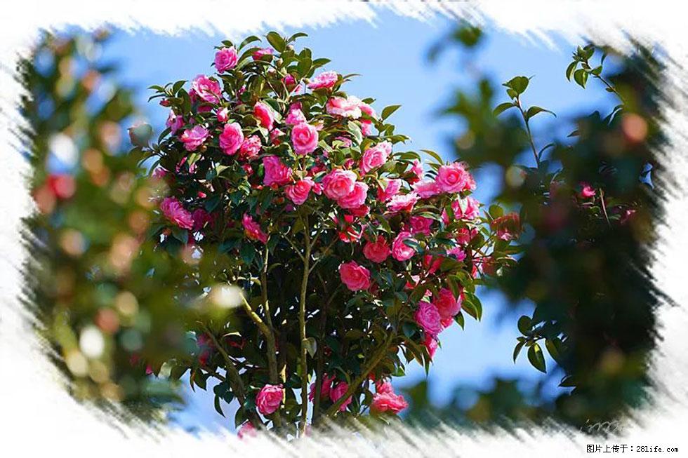 【春天，广西桂林灌阳县向您发出邀请！】杨柳井茶花惹人爱 - 游山玩水 - 北京生活社区 - 北京28生活网 bj.28life.com