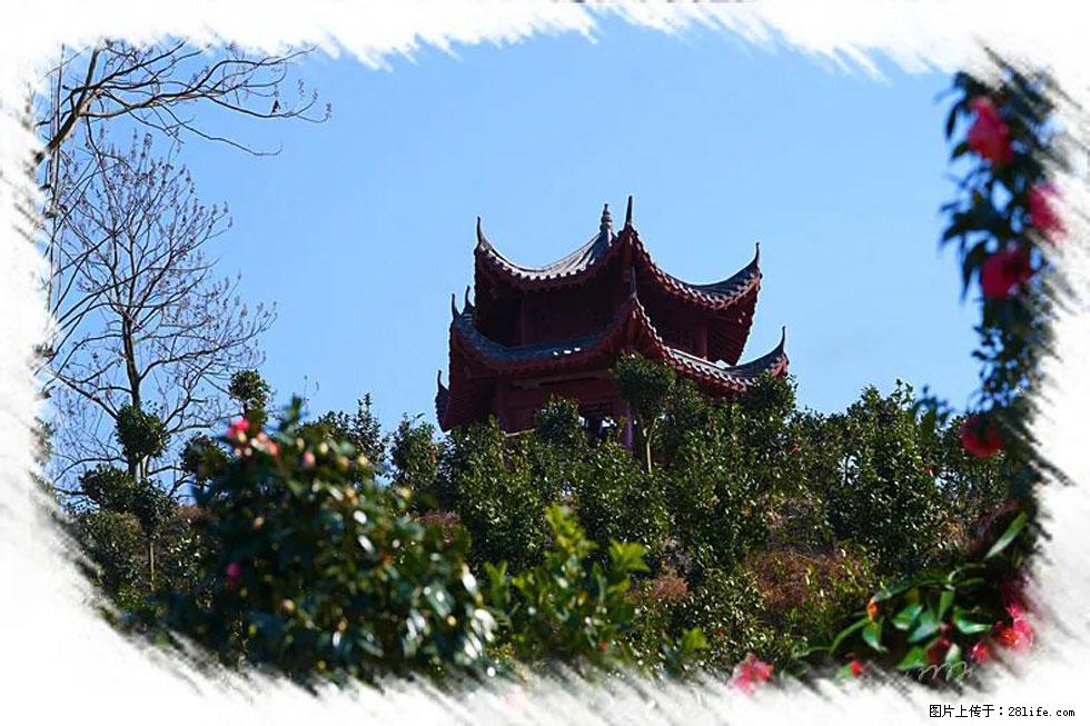 【春天，广西桂林灌阳县向您发出邀请！】杨柳井茶花惹人爱 - 游山玩水 - 北京生活社区 - 北京28生活网 bj.28life.com