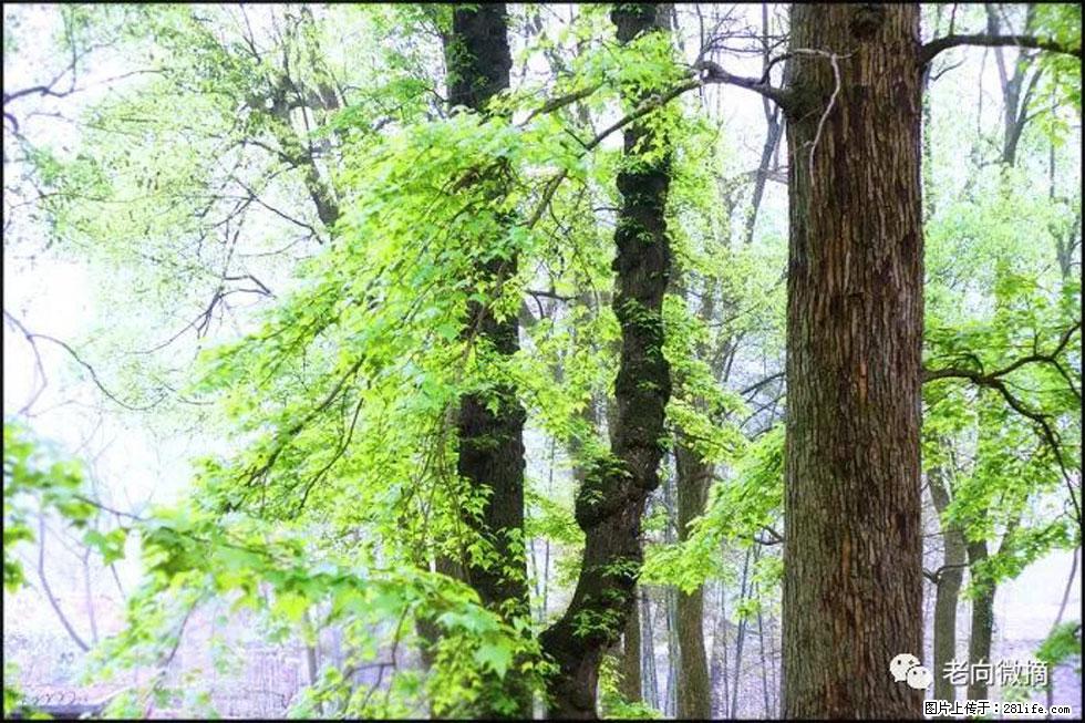 【春天，广西桂林灌阳县向您发出邀请！】在小龙村与春天约会 - 游山玩水 - 北京生活社区 - 北京28生活网 bj.28life.com