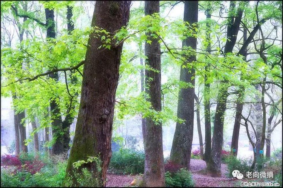 【春天，广西桂林灌阳县向您发出邀请！】在小龙村与春天约会 - 游山玩水 - 北京生活社区 - 北京28生活网 bj.28life.com