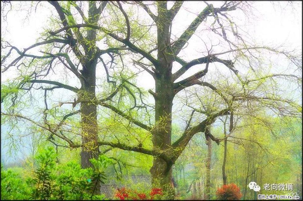 【春天，广西桂林灌阳县向您发出邀请！】在小龙村与春天约会 - 游山玩水 - 北京生活社区 - 北京28生活网 bj.28life.com