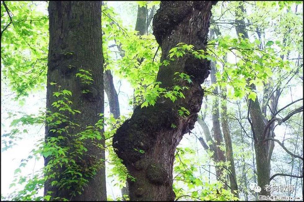 【春天，广西桂林灌阳县向您发出邀请！】在小龙村与春天约会 - 游山玩水 - 北京生活社区 - 北京28生活网 bj.28life.com