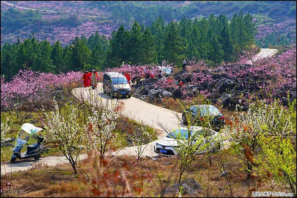 【春天，广西桂林灌阳县向您发出邀请！】望月岭上桃花开 - 游山玩水 - 北京生活社区 - 北京28生活网 bj.28life.com