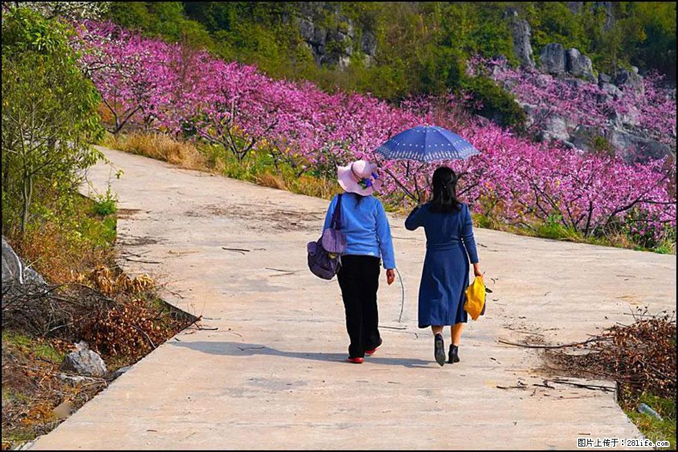 【春天，广西桂林灌阳县向您发出邀请！】望月岭上桃花开 - 游山玩水 - 北京生活社区 - 北京28生活网 bj.28life.com