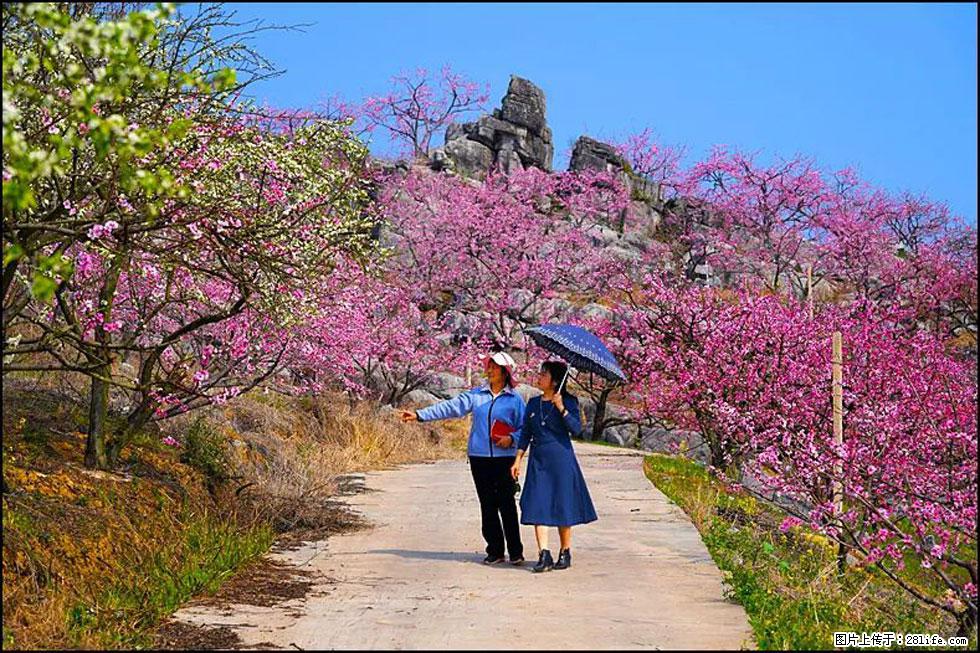 【春天，广西桂林灌阳县向您发出邀请！】望月岭上桃花开 - 游山玩水 - 北京生活社区 - 北京28生活网 bj.28life.com