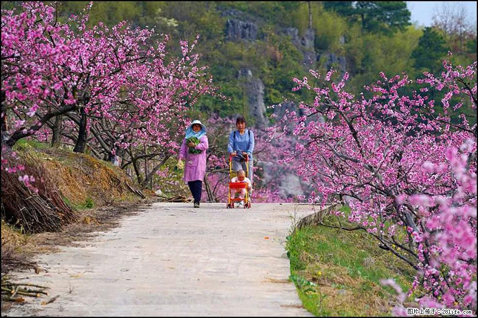 【春天，广西桂林灌阳县向您发出邀请！】望月岭上桃花开 - 游山玩水 - 北京生活社区 - 北京28生活网 bj.28life.com