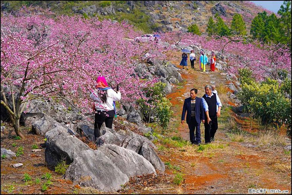【春天，广西桂林灌阳县向您发出邀请！】望月岭上桃花开 - 游山玩水 - 北京生活社区 - 北京28生活网 bj.28life.com