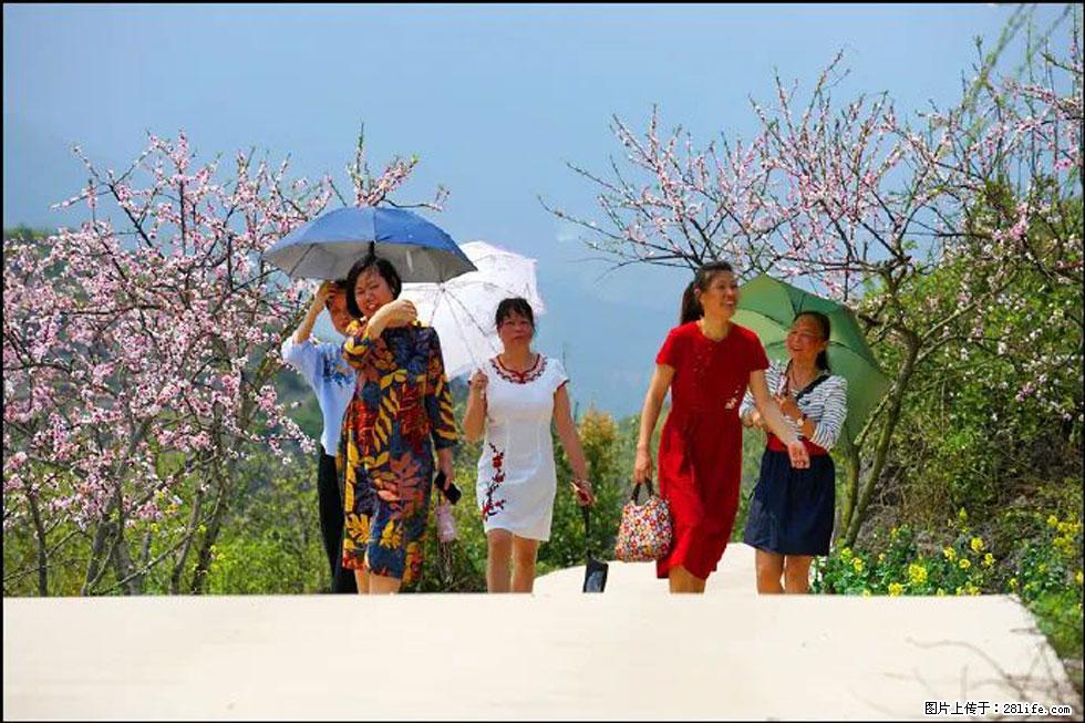 【春天，广西桂林灌阳县向您发出邀请！】望月岭上桃花开 - 游山玩水 - 北京生活社区 - 北京28生活网 bj.28life.com