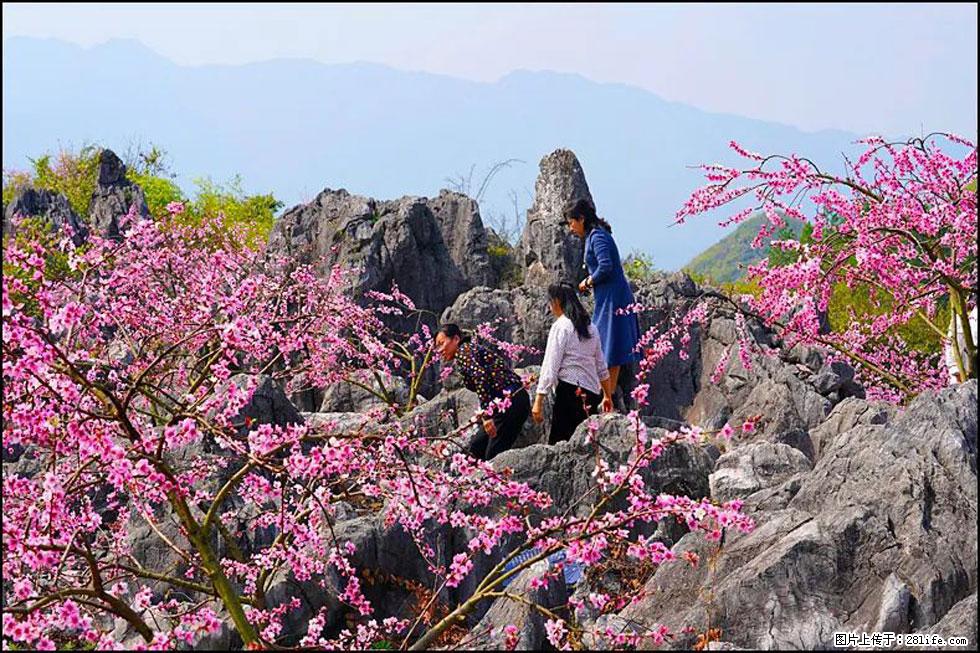 【春天，广西桂林灌阳县向您发出邀请！】望月岭上桃花开 - 游山玩水 - 北京生活社区 - 北京28生活网 bj.28life.com
