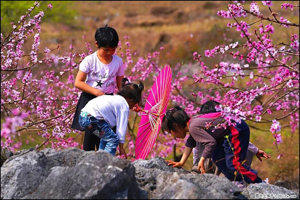 【春天，广西桂林灌阳县向您发出邀请！】望月岭上桃花开 - 游山玩水 - 北京生活社区 - 北京28生活网 bj.28life.com