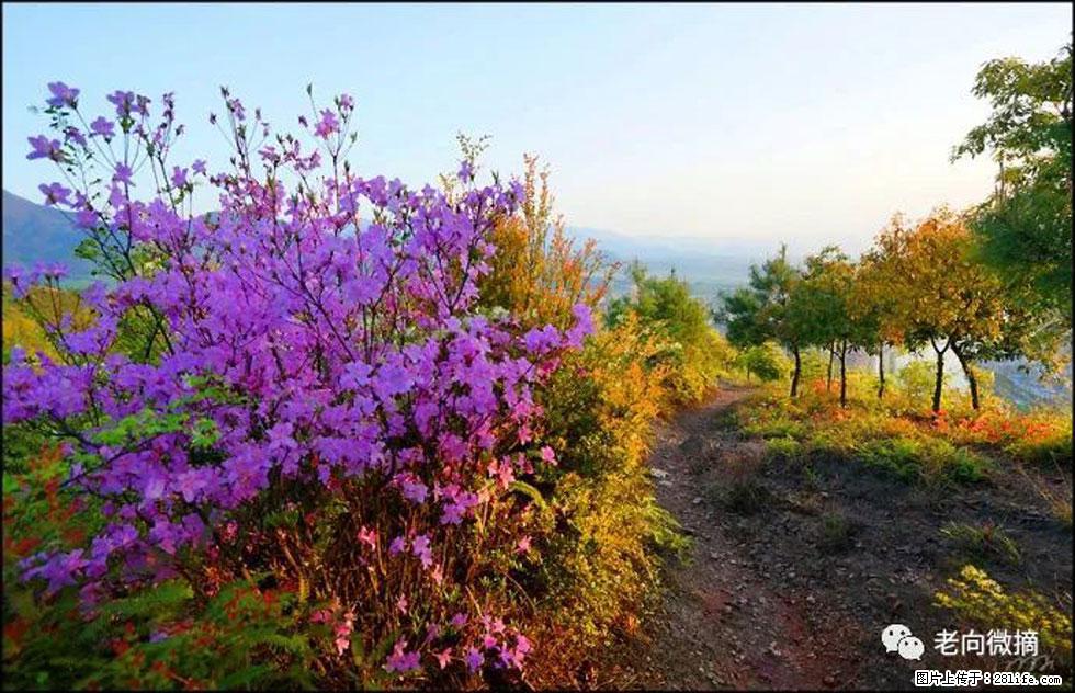 【春天，广西桂林灌阳县向您发出邀请！】登麒麟山，相约映山红 - 游山玩水 - 北京生活社区 - 北京28生活网 bj.28life.com