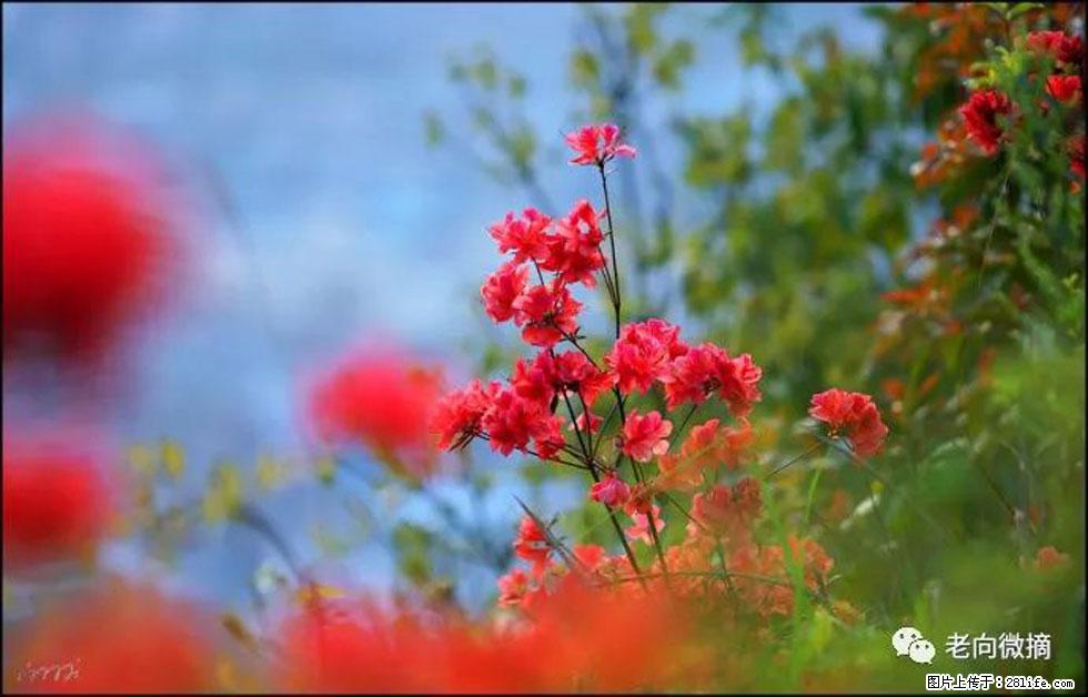 【春天，广西桂林灌阳县向您发出邀请！】登麒麟山，相约映山红 - 游山玩水 - 北京生活社区 - 北京28生活网 bj.28life.com